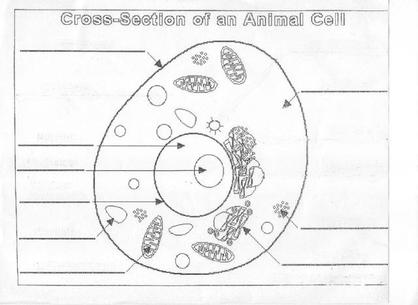 12 Best Images of Plant Cell Review Worksheet - Unlabeled Animal Cell ...