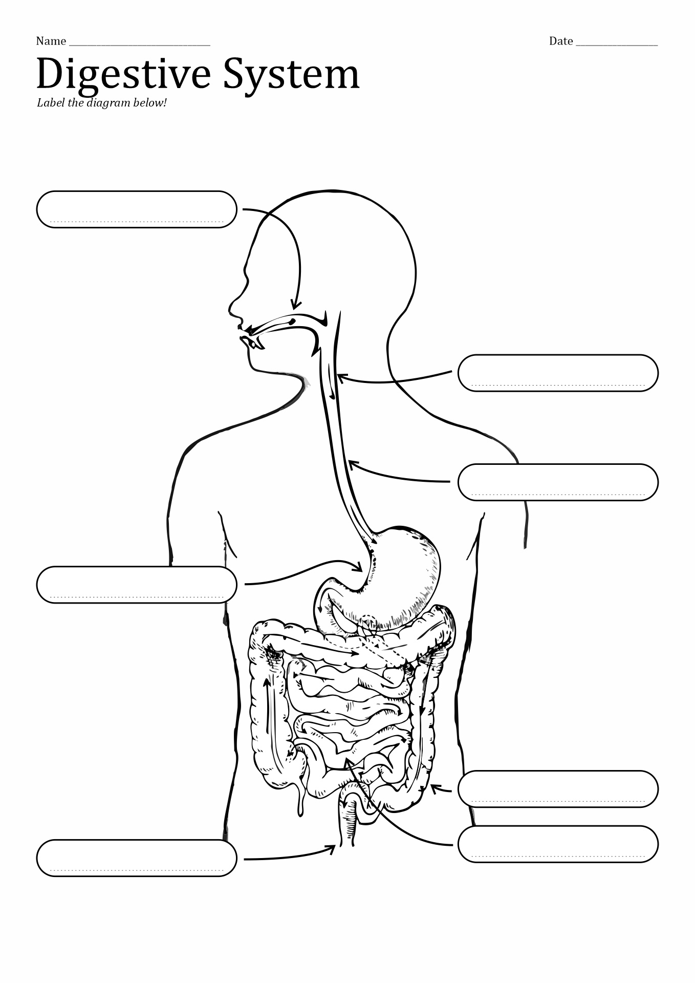 11 Unlabeled Digestive System Diagram Worksheet Worksheeto