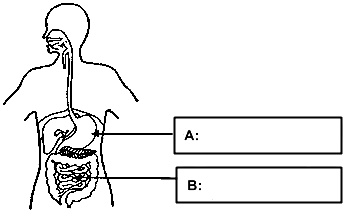 Blank Digestive System Diagram Worksheets Image