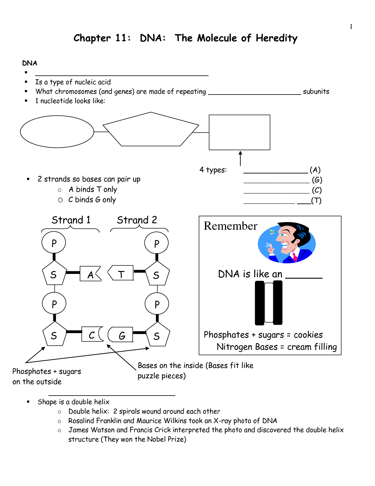 Section 11 1 Dna The Molecule Of Heredity Worksheet Answers
