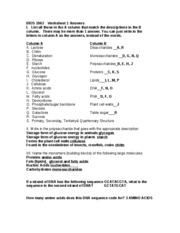 Meiosis Matching Worksheet Answer Key