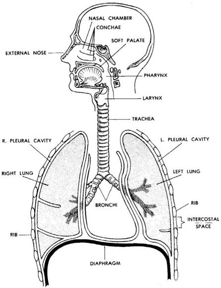 Respiratory System Blank Diagram Image