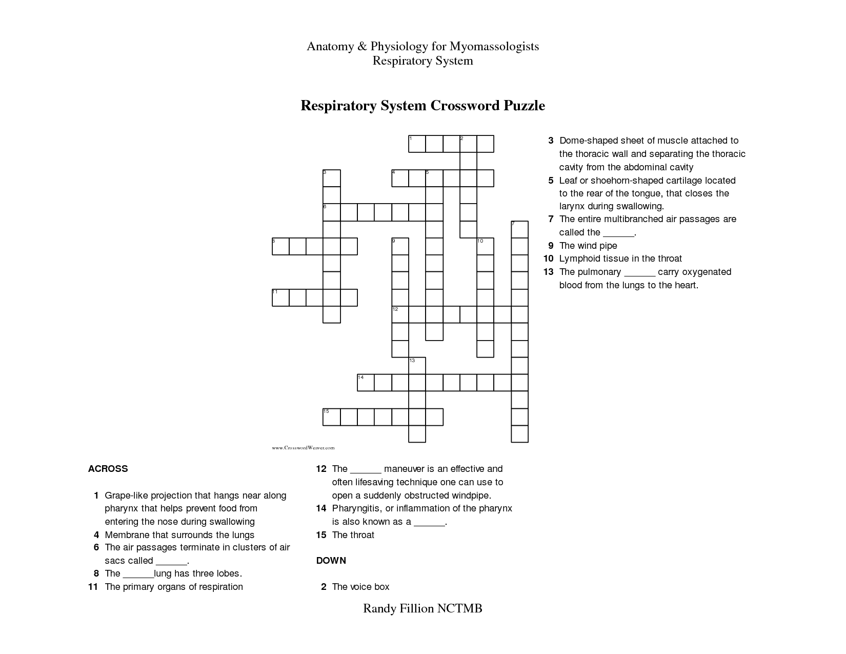 Respiratory System Crossword Puzzle Answer Image