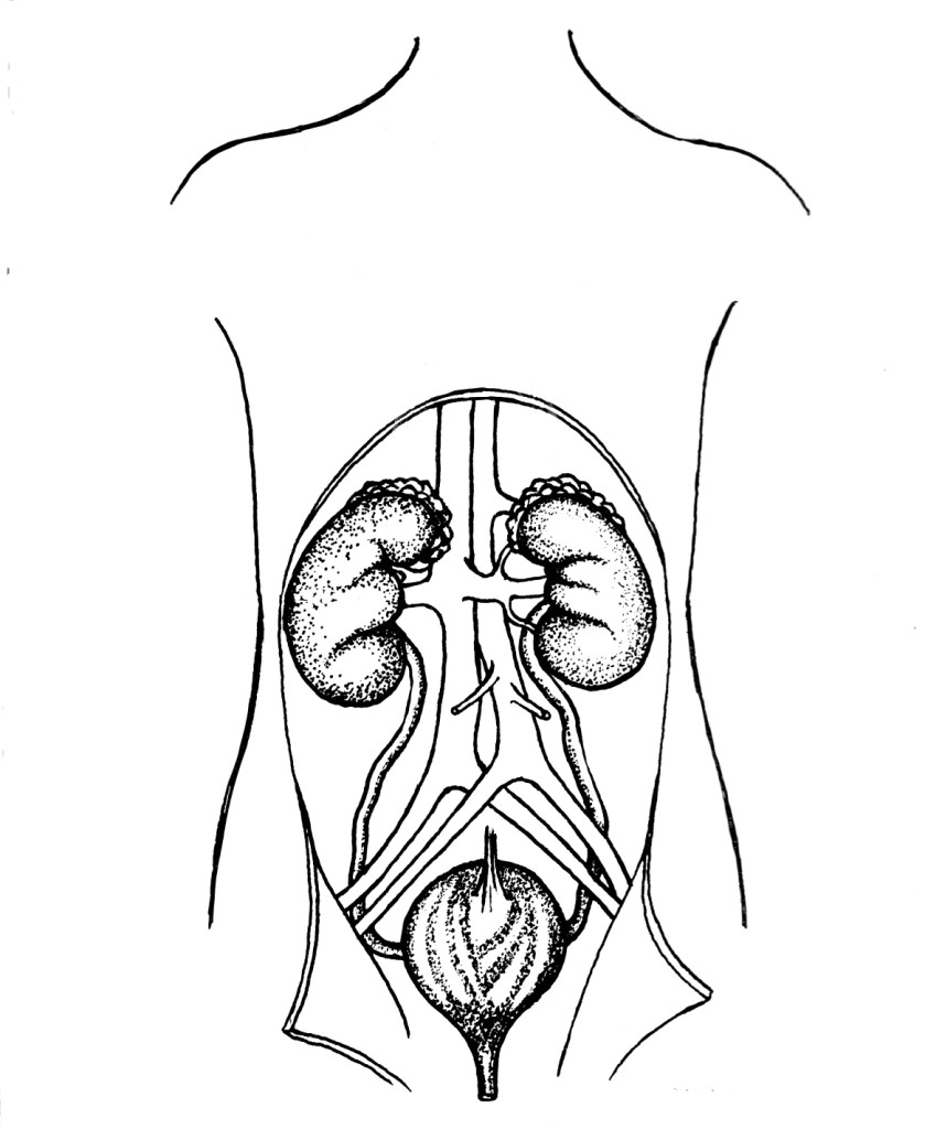 Urinary System Coloring Pages Image