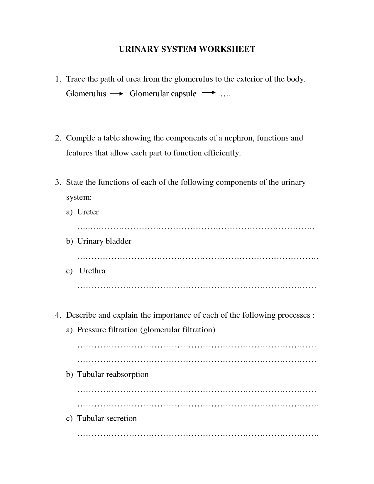 Urinary System Worksheet Answers Image