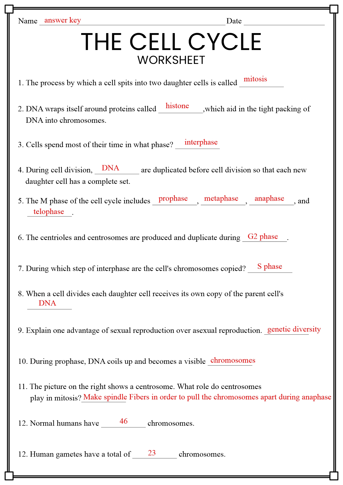 Cell Cycle and Mitosis Worksheet Answer Key