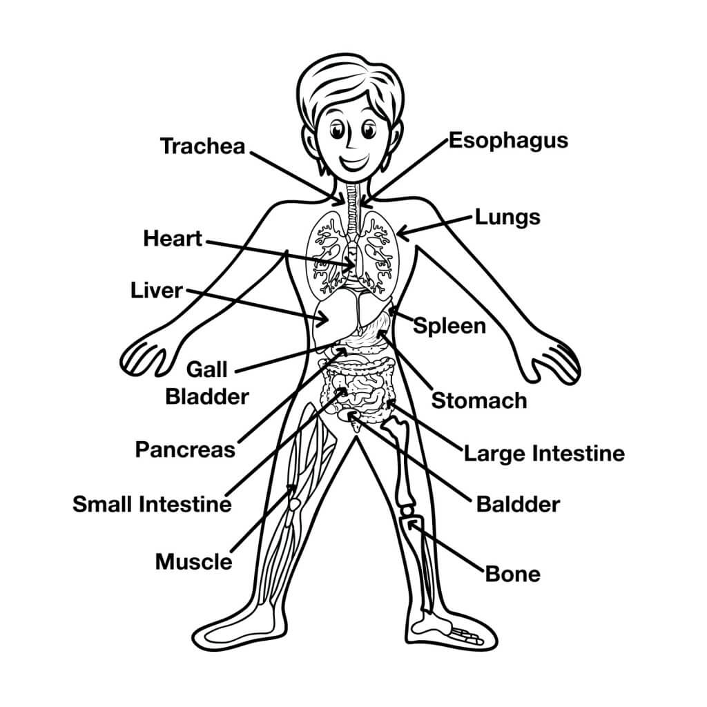 Kids Human Body Parts Diagram Image