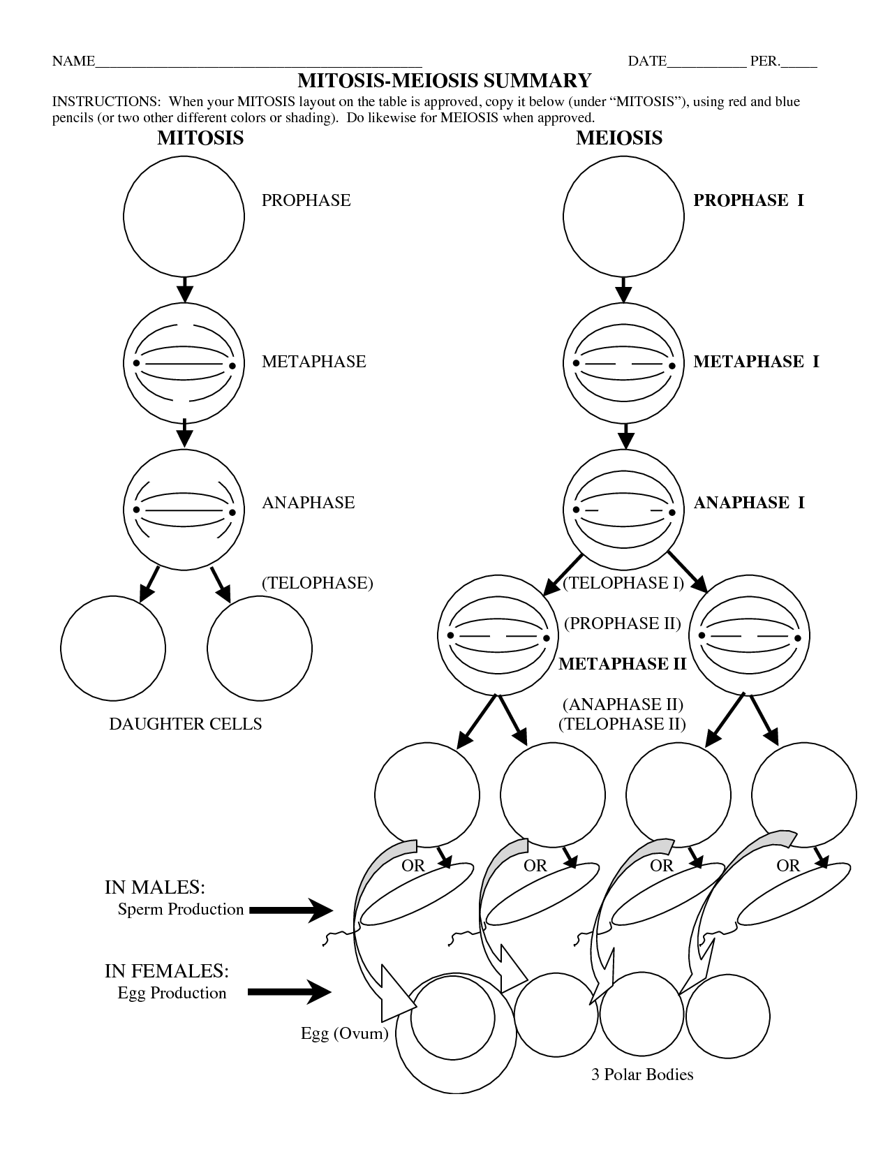 mitosis flip book worksheet answer key mitosis flip book worksheet answer key