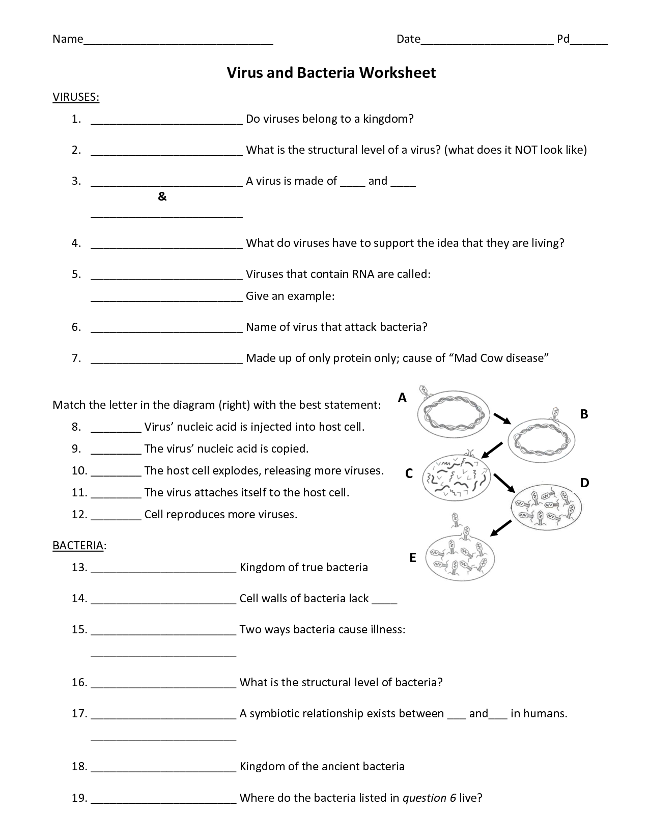 virus and bacteria critical thinking worksheet answers
