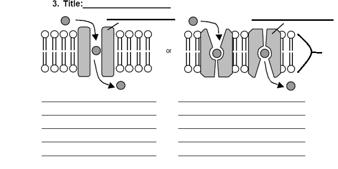 Cell Membrane Worksheet Image
