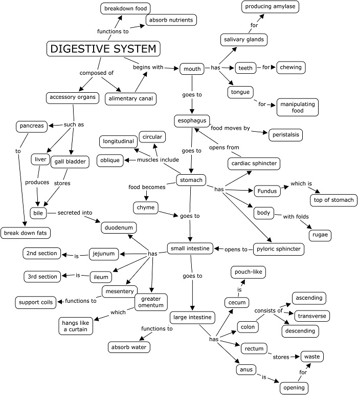 Digestive System Concept Map Answer Key Image