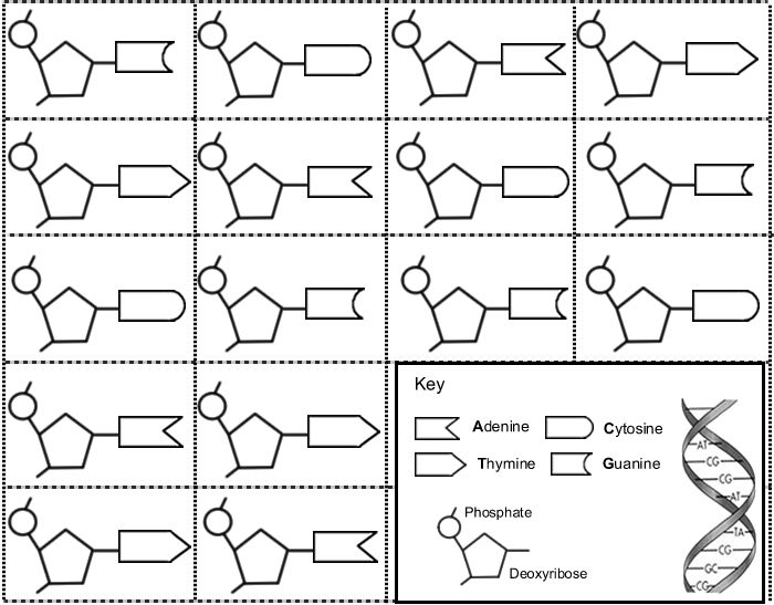 DNA Model Worksheet Image