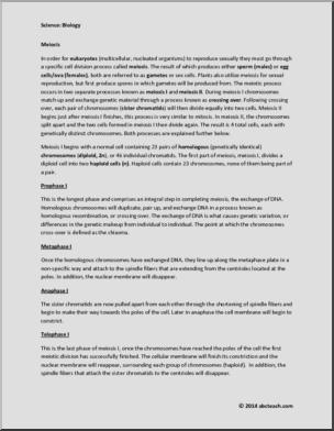 High School Biology Meiosis Worksheet