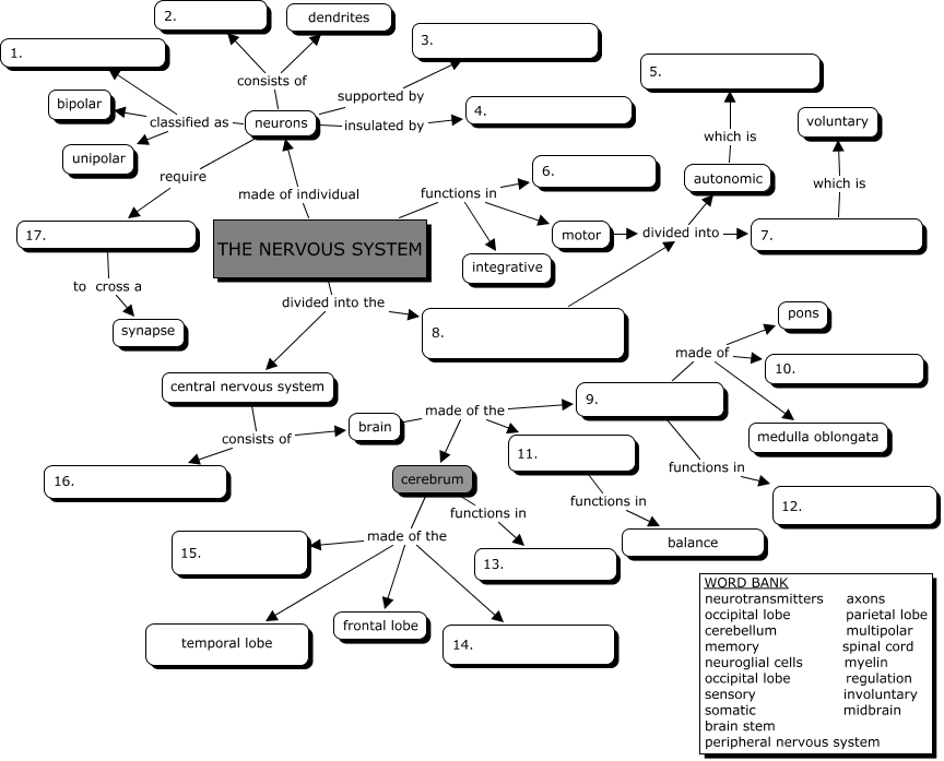 Nervous System Concept Map Answers Image