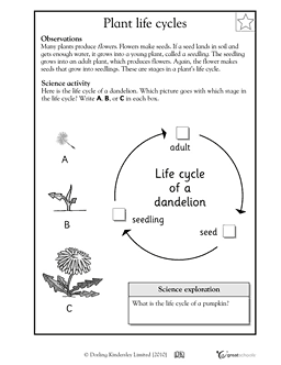 Plant Life Cycle Worksheet 3rd Grade Image