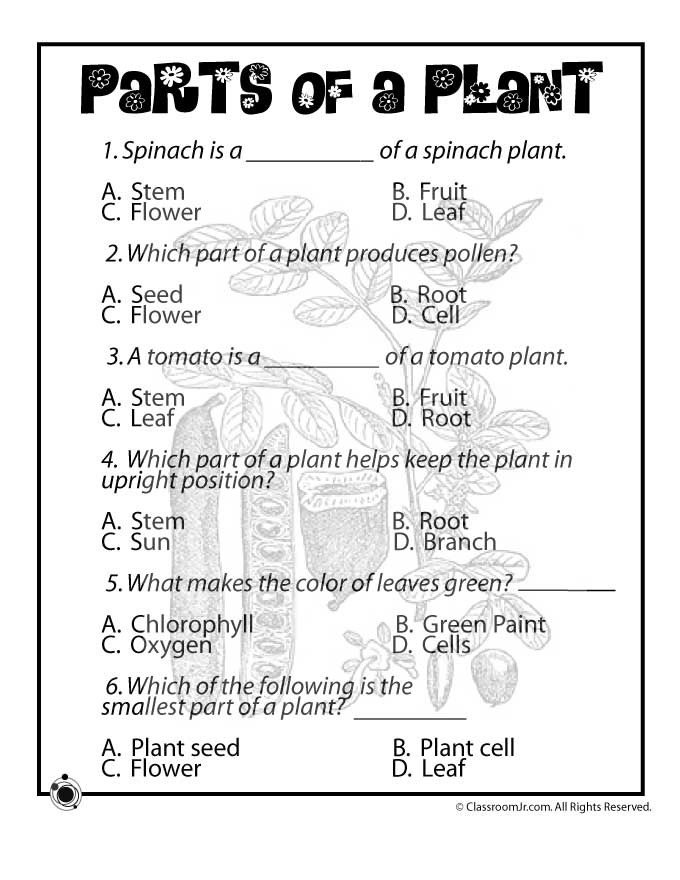 3rd Grade Science Worksheets Plants