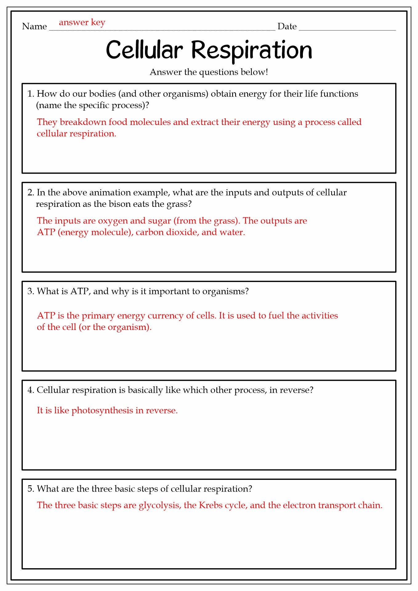AP Biology Cell Respiration Worksheet Answers