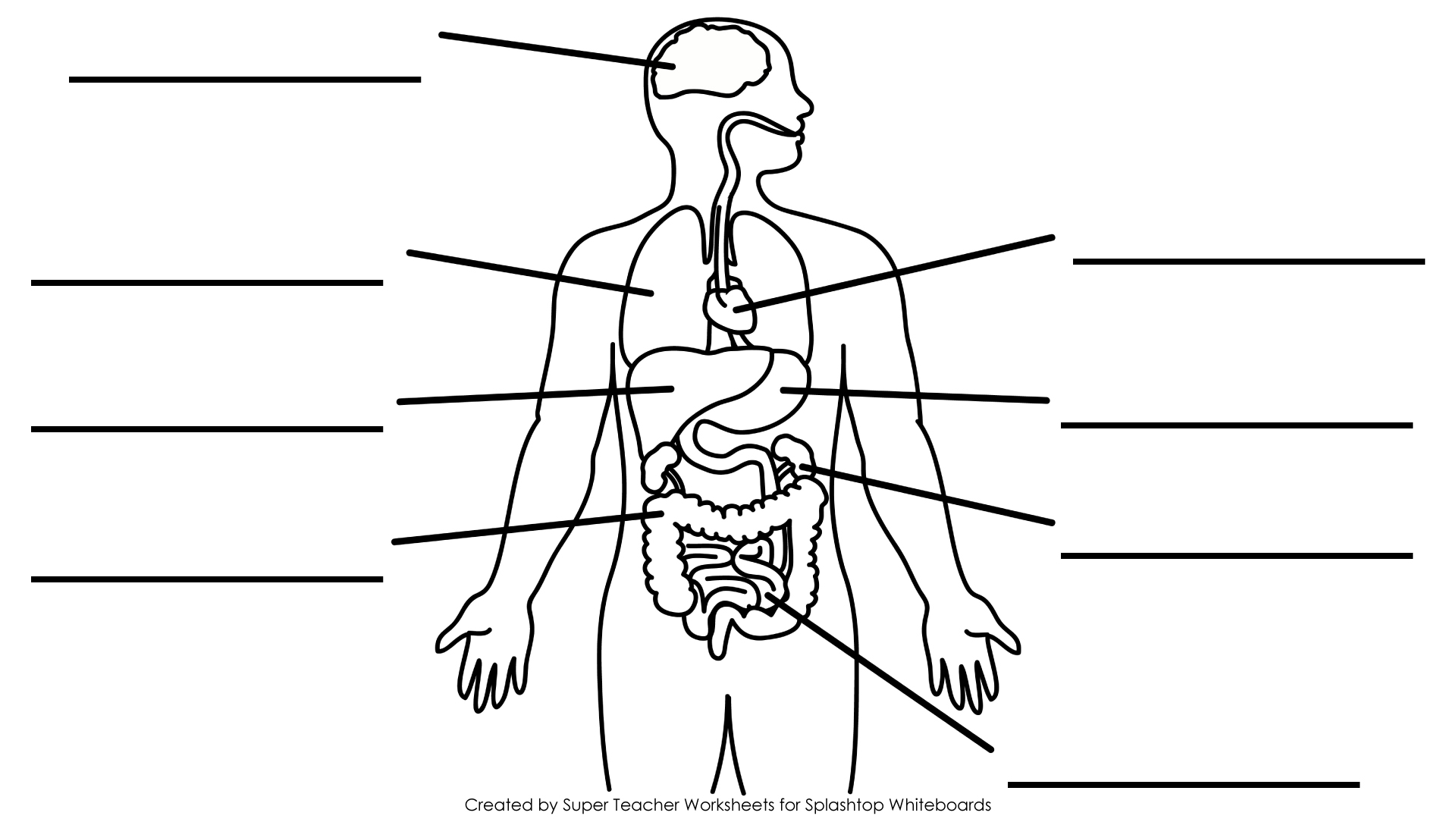 Blank Human Body Organs Diagram