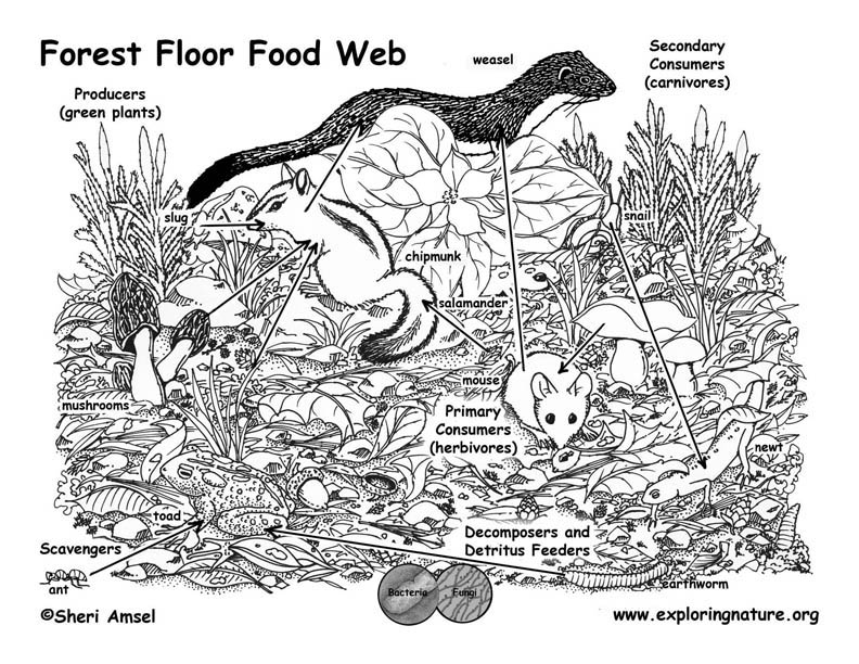 Deciduous Forest Food Web Black and White Image