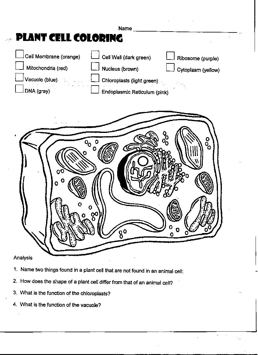 15-plant-parts-printable-worksheet-worksheeto