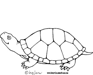 Turtle Coloring Pages Image
