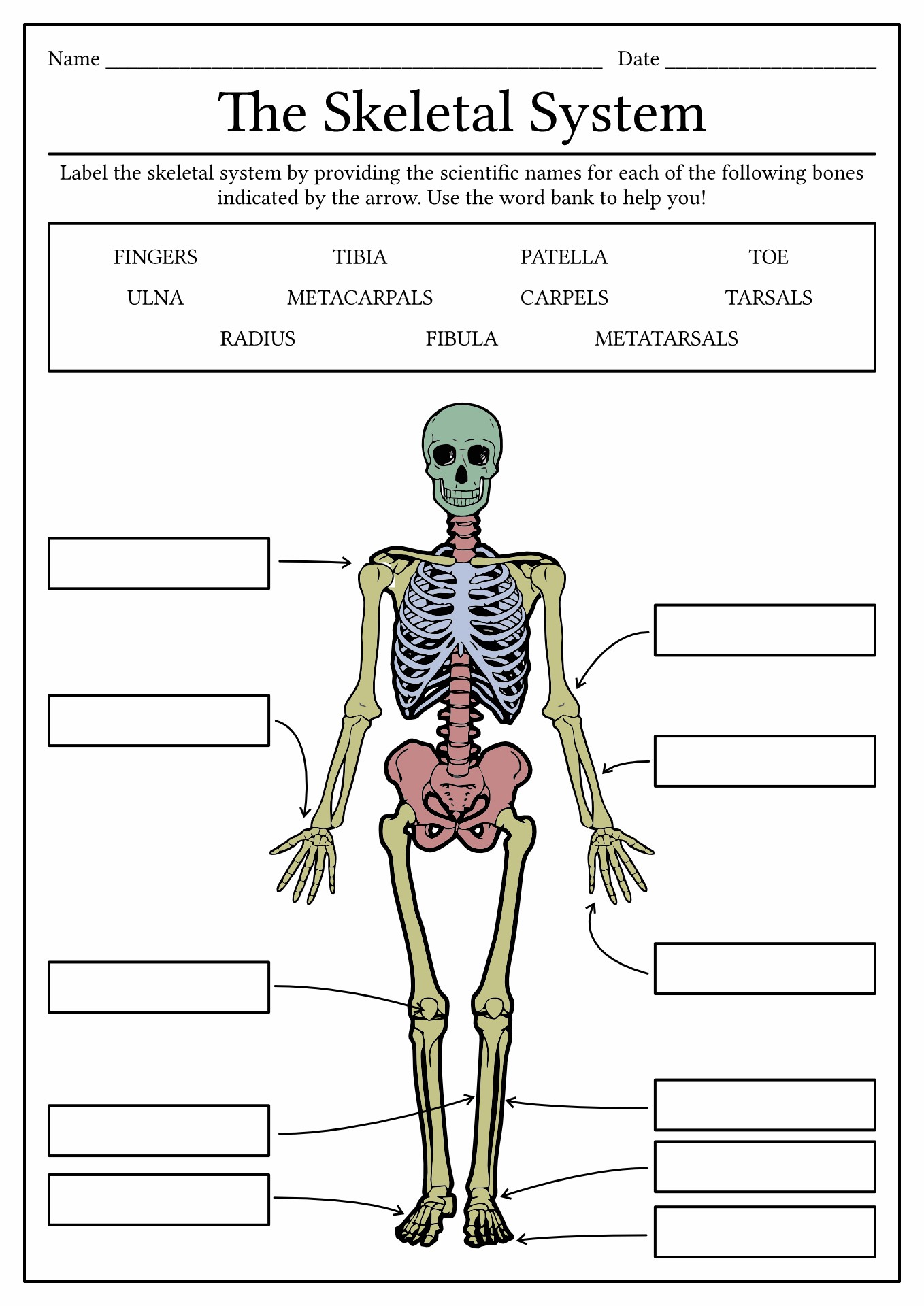 7th Grade Human Skeleton Label Worksheet