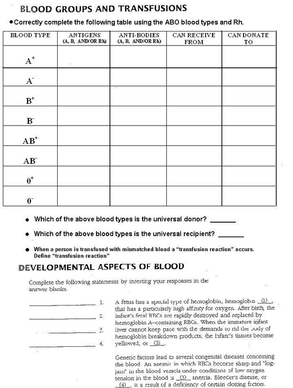 Blood Types Worksheet Answers Image