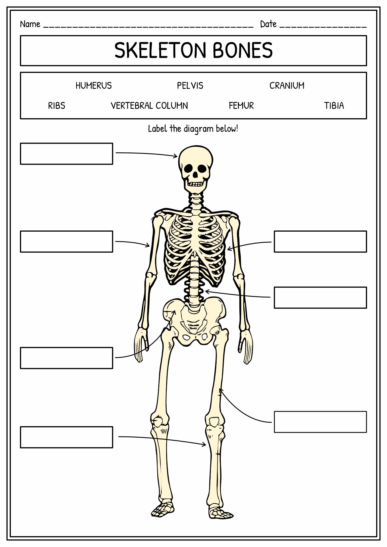 Skeleton Label Bones Worksheet