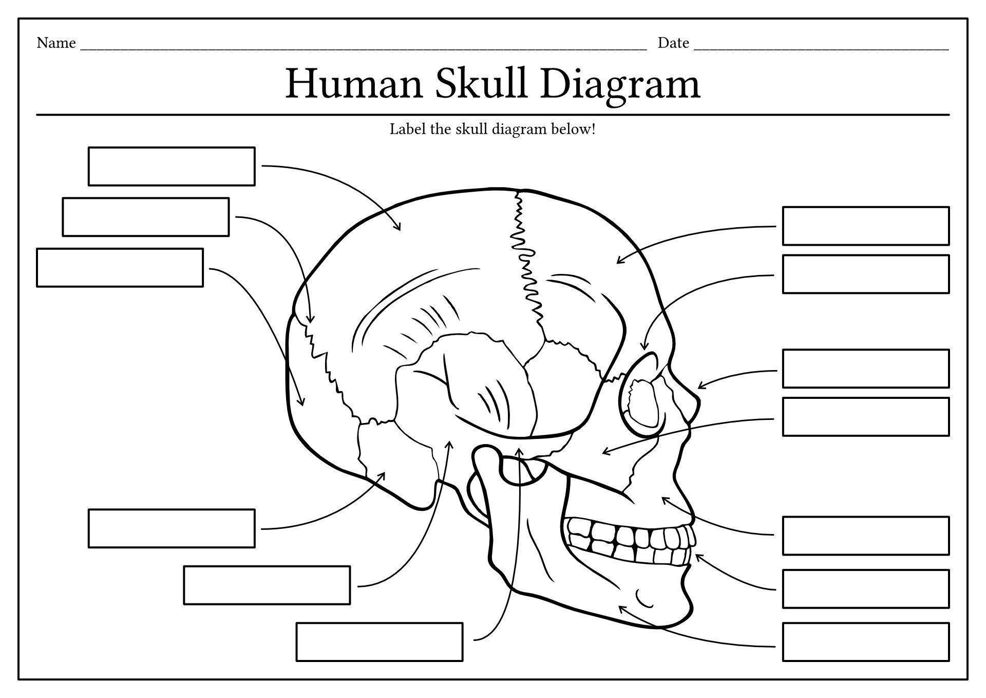 Skull Bones Anatomy Blank Diagram