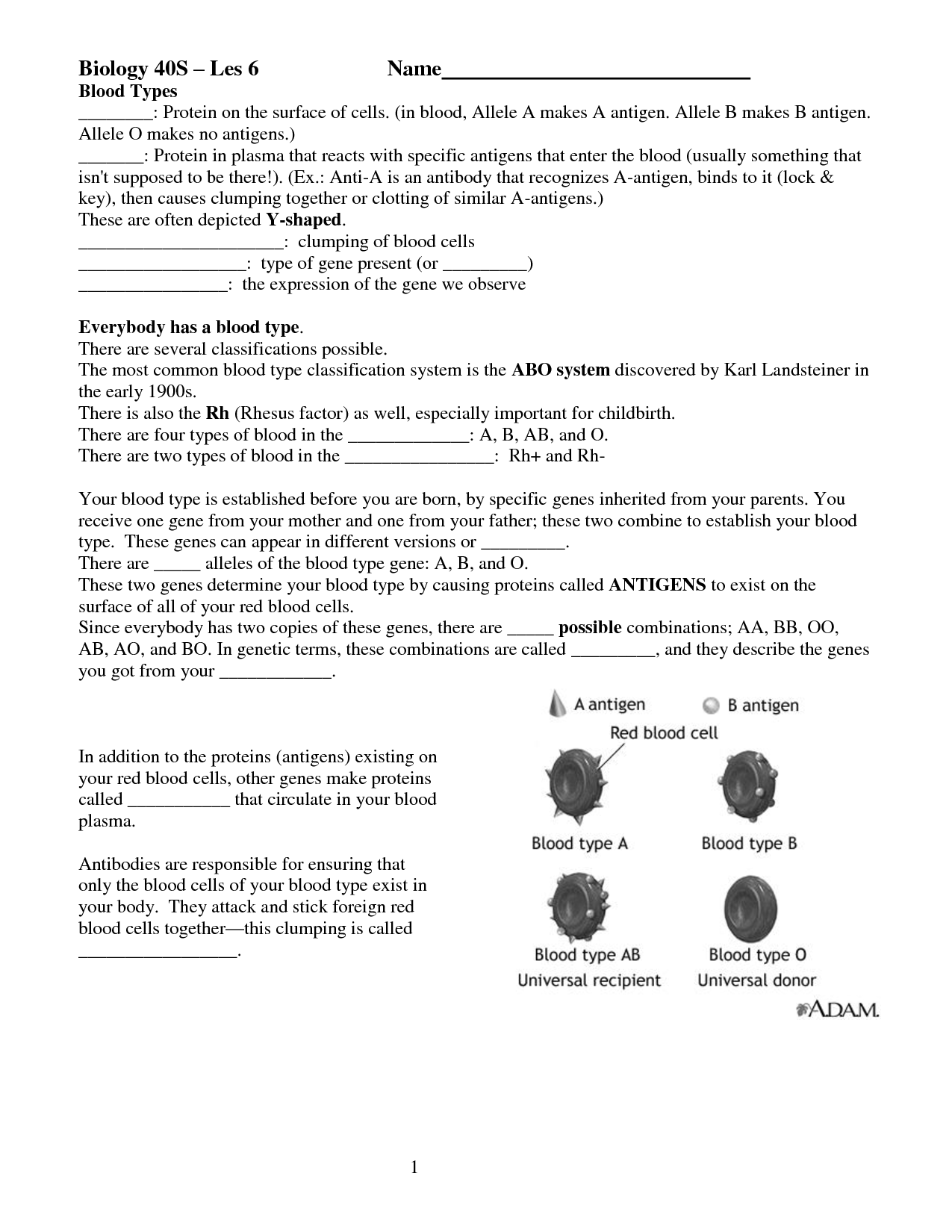 What Are Blood Types Worksheet Image