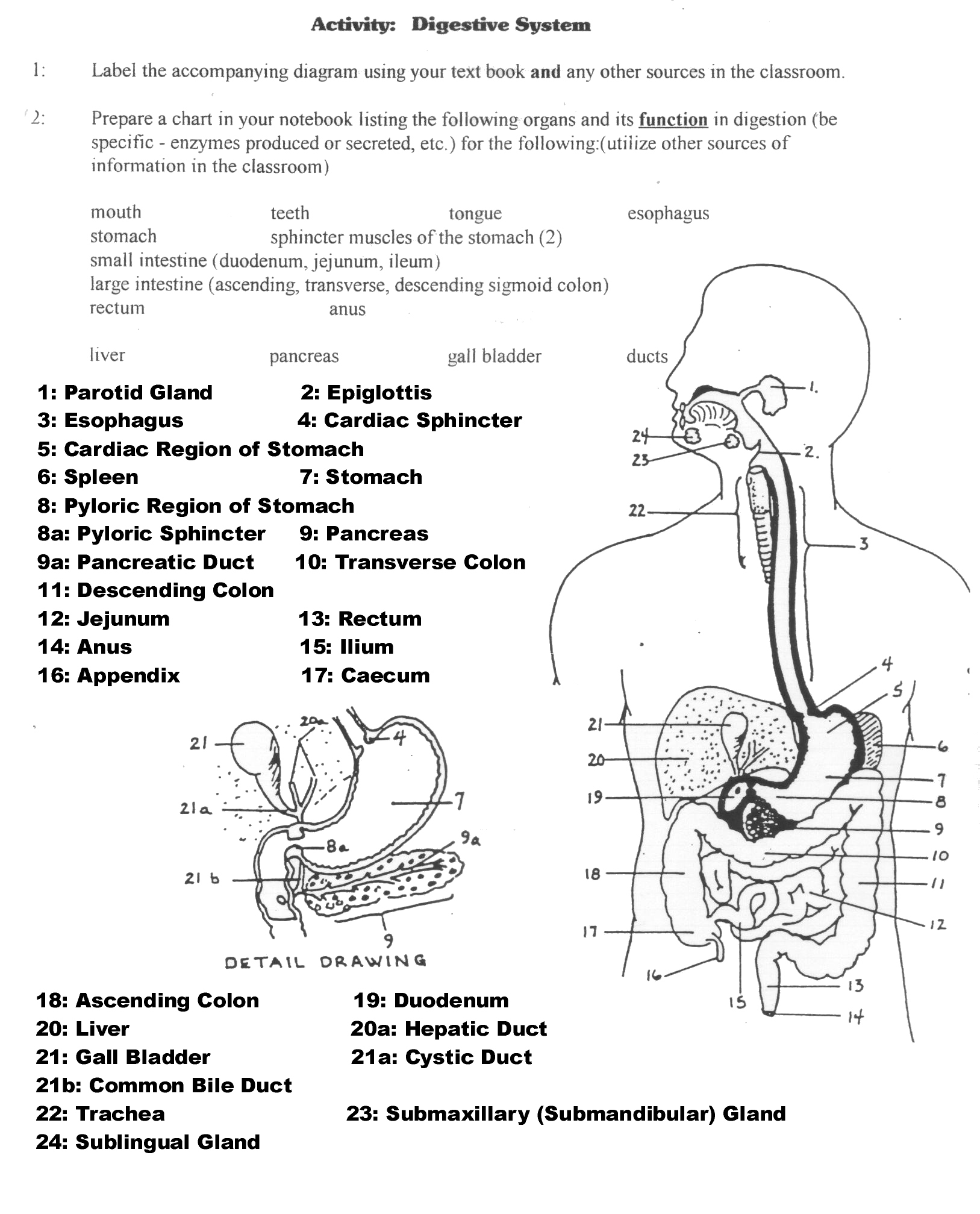 14-worksheet-lab-grade-2-worksheeto