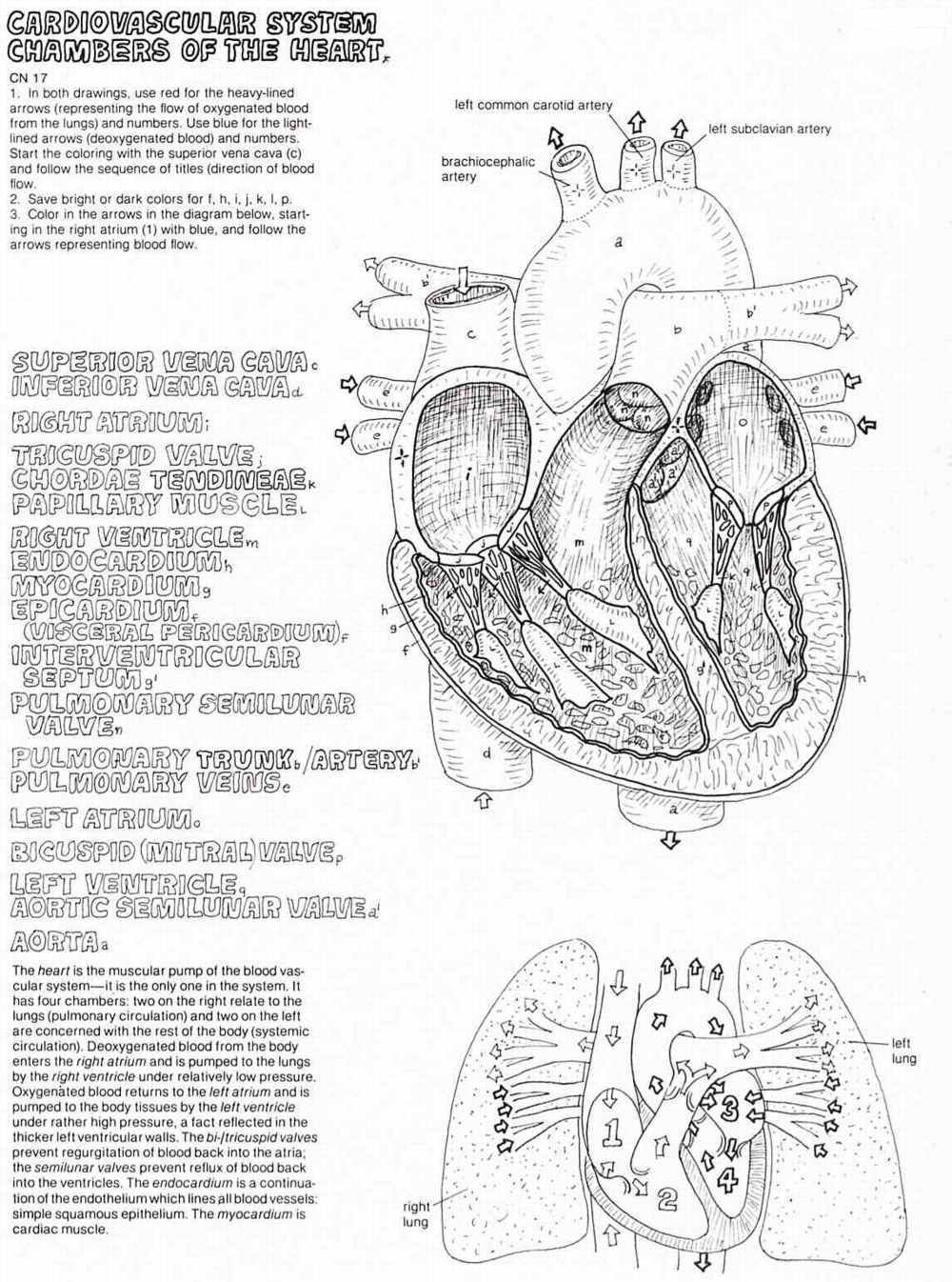 Cardiovascular System Chambers of the Heart Plate 50 Image