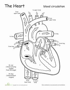 Heart and Circulatory System Worksheets Image