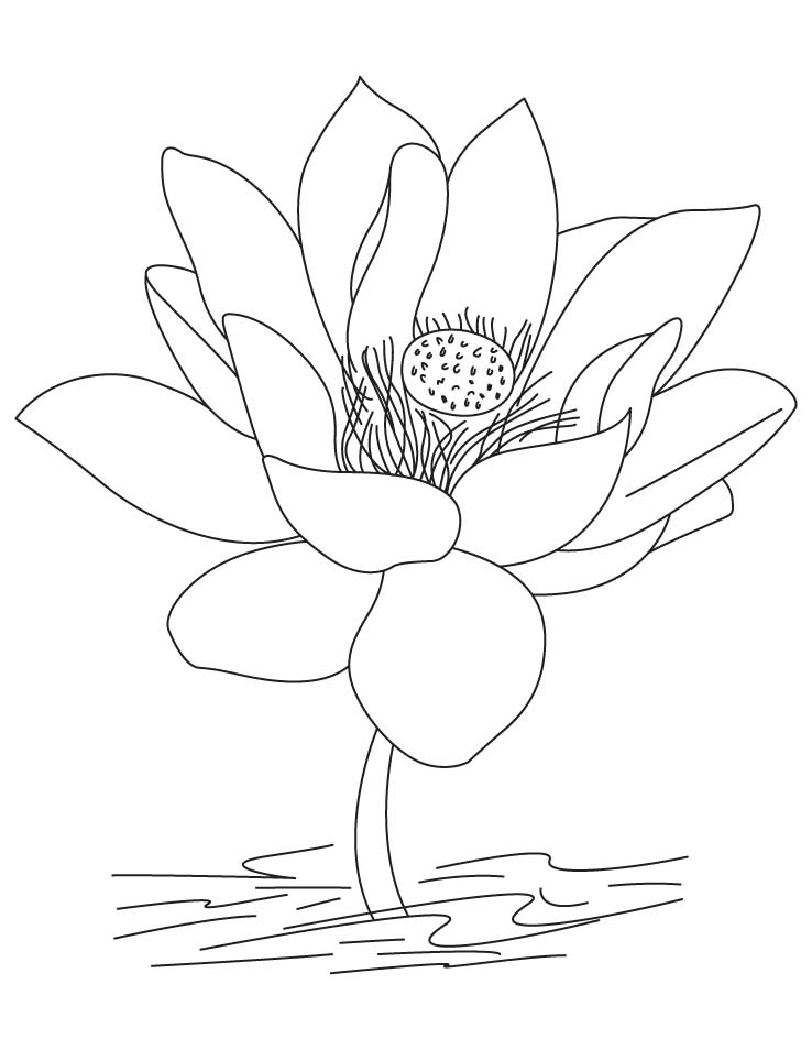 Lotus Flowers Coloring Page Image