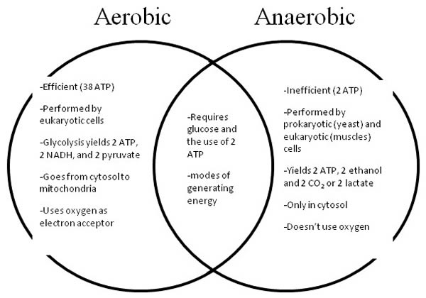 Aerobic vs Anaerobic Respiration Image