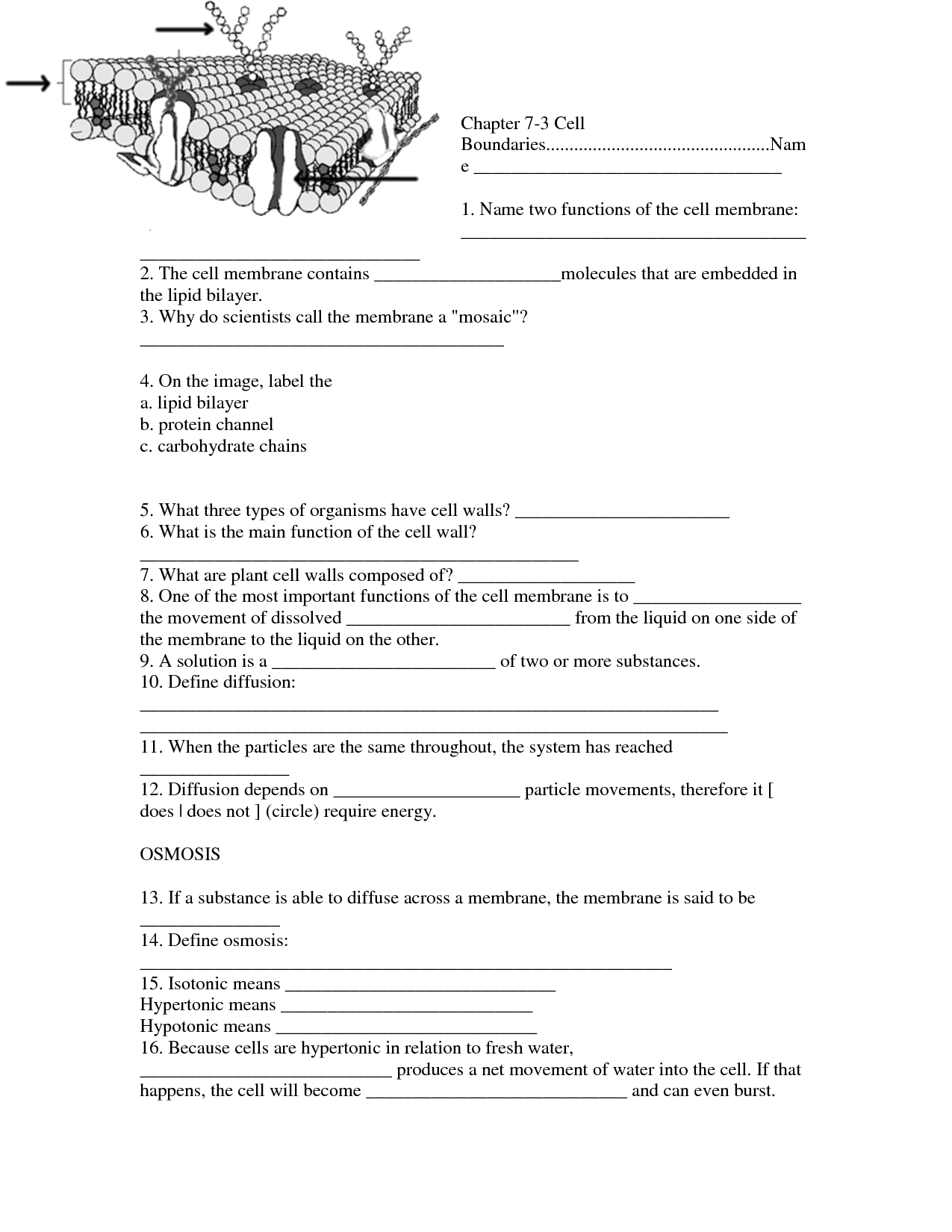 Cell Boundaries Worksheet Answers Image