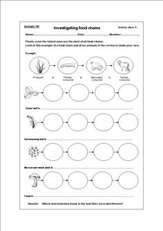 Food Chain Worksheet 3rd Grade Image