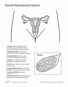 Reproductive System Worksheets Free Image