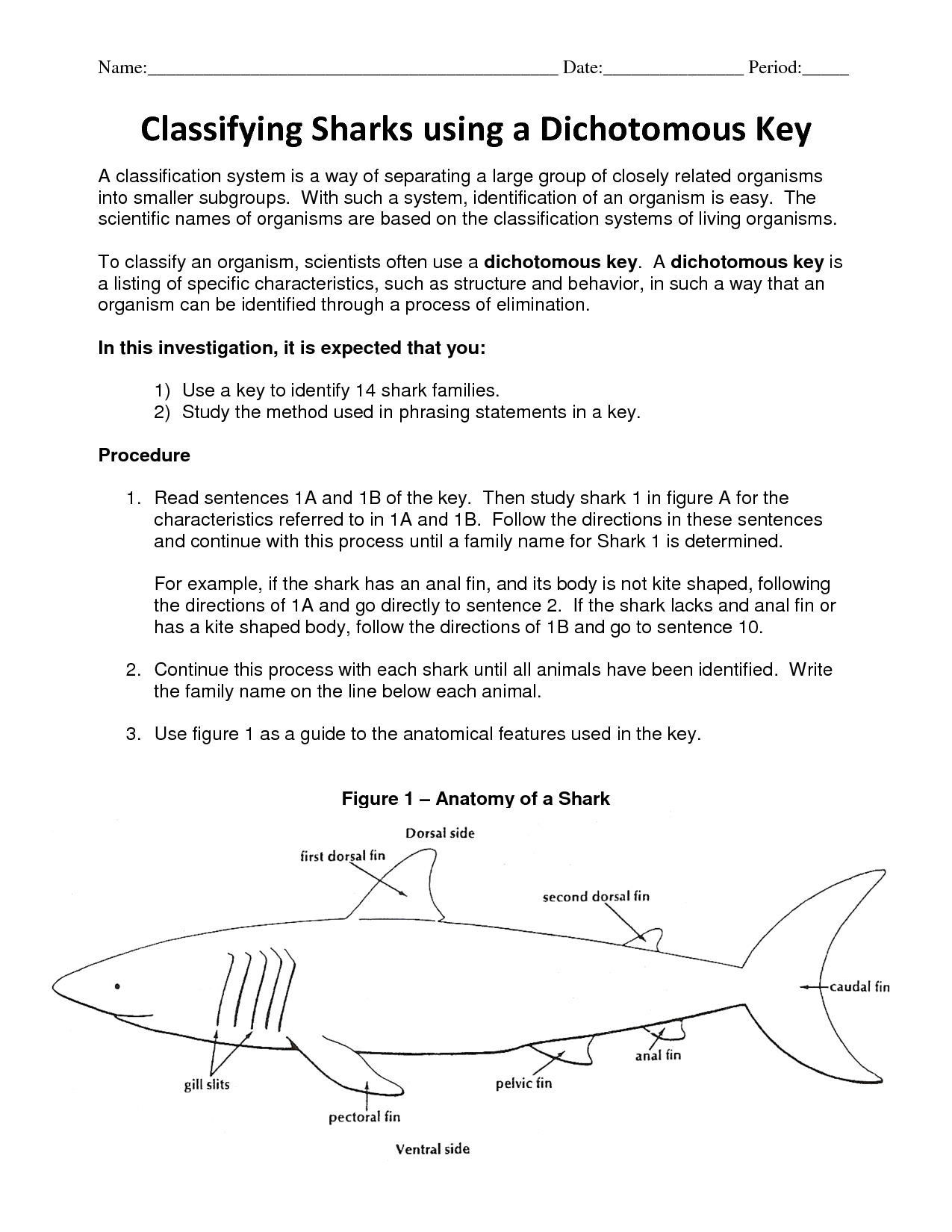 18 Shark Dichotomous Key Worksheet Worksheeto