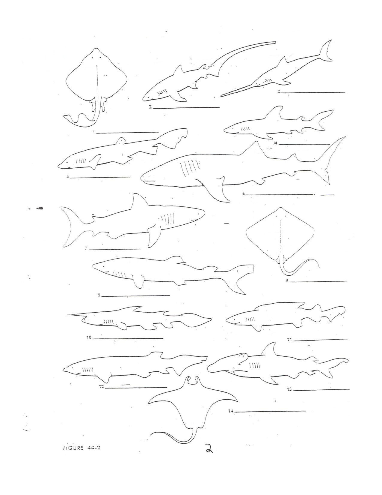 18-shark-dichotomous-key-worksheet-worksheeto