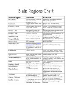 Brain Parts and Functions Chart