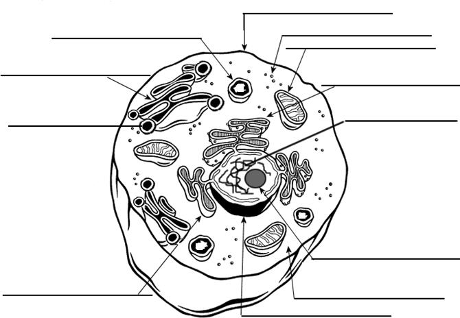 Cell Organelle Labeling Worksheet Image