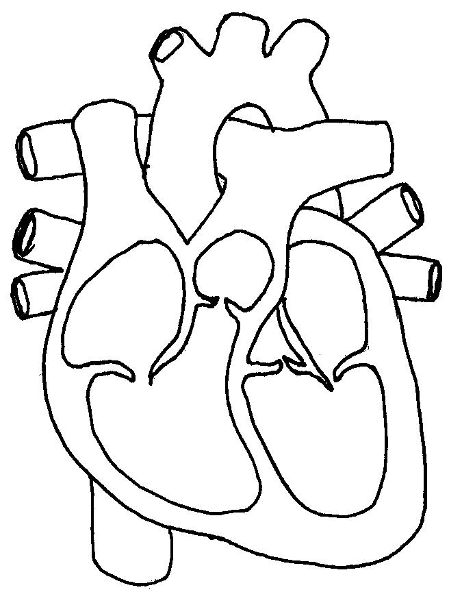 Human Heart Diagram Coloring