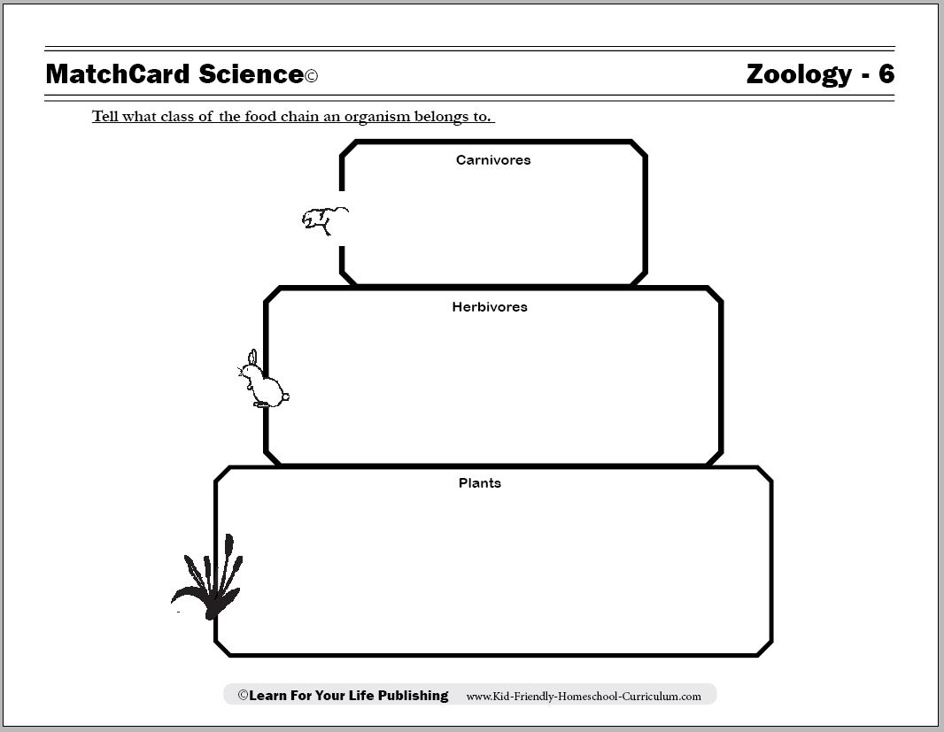 Food Chain Worksheets Free Image