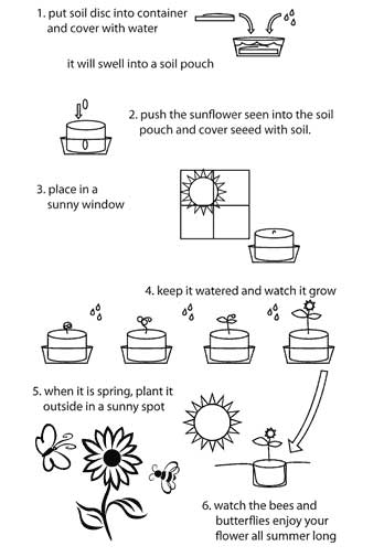 How Sunflower Seeds Grow Image