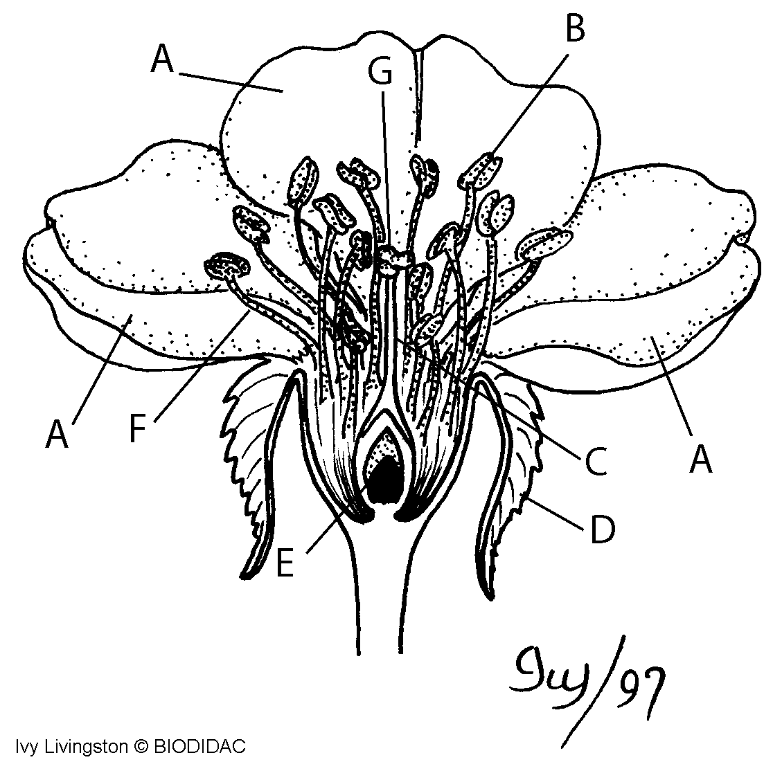 11-a-flower-label-worksheet-printable-worksheeto