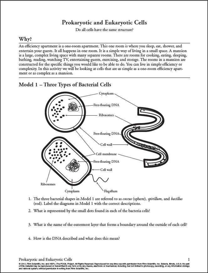 Prokaryotic and Eukaryotic Cells Answer Key POGIL Image