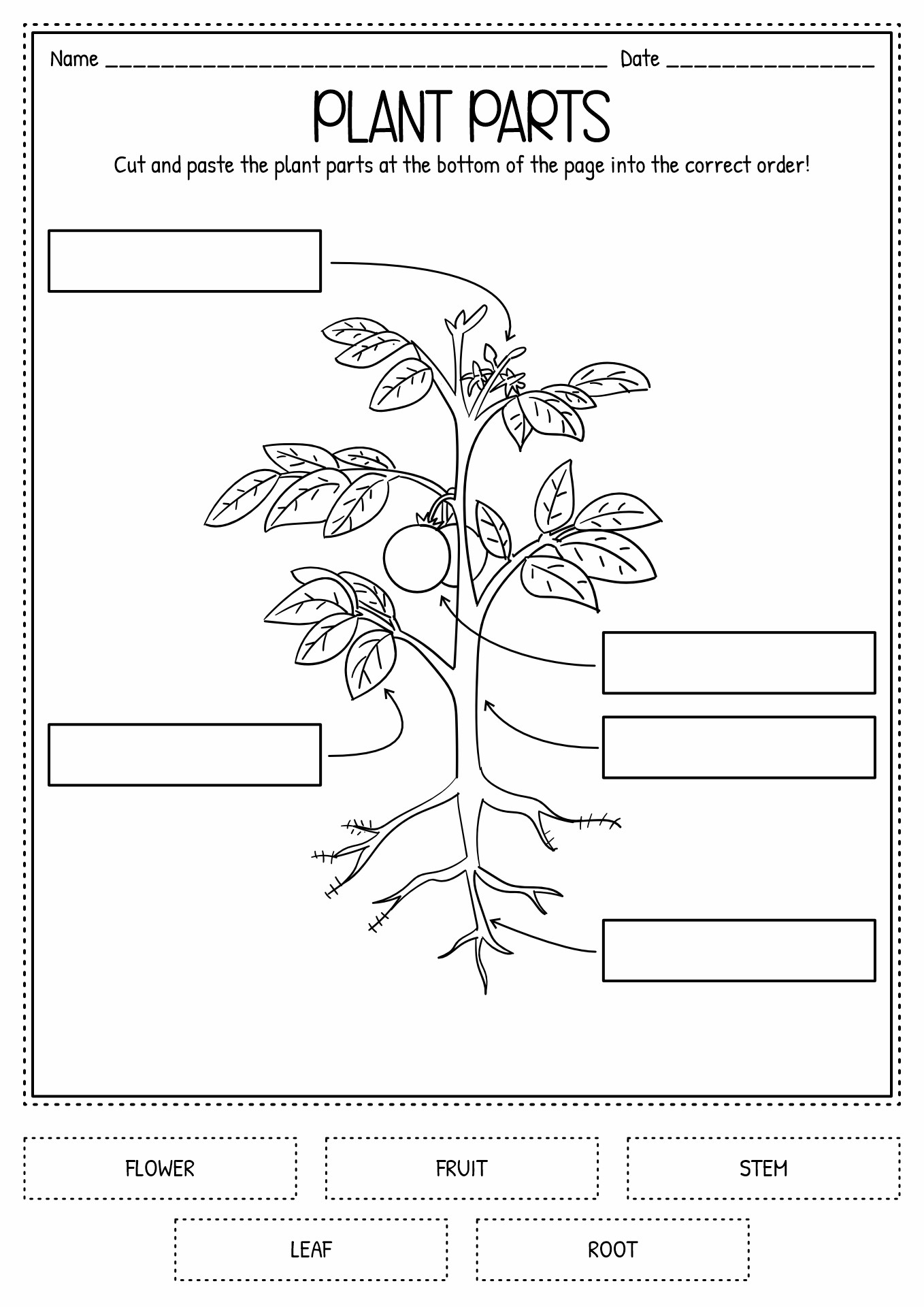 Cut and Paste Plant Parts Worksheet