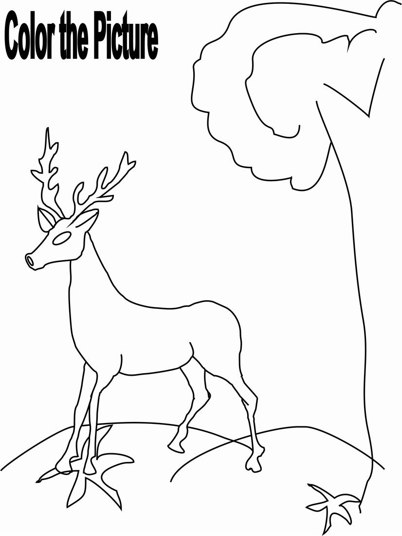 Deer Coloring Pages for Kids Image