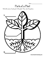 Parts of a Plant Printable Worksheet Image